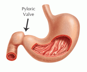 Stomach and Pyloric Valve